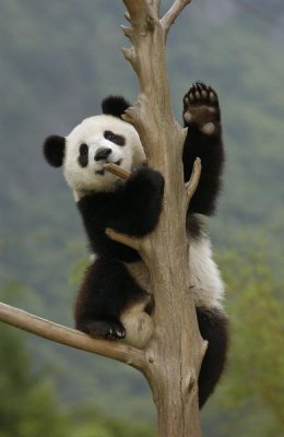 Katherine Feng - Giant Panda cub climbing tree, Wolong Nature Reserve, China