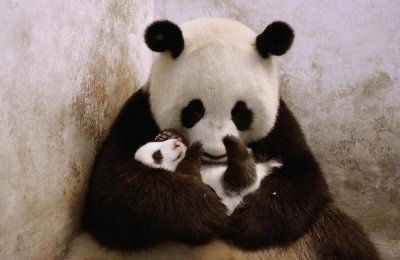 Katherine Feng - Gongzhu holding her young cub , Wolong Nature Reserve, China