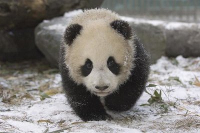 Katherine Feng - Giant Panda cub approaching, Wolong Nature Reserve, China