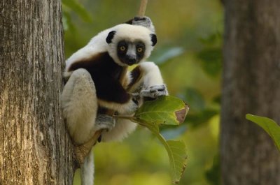 Pete Oxford - Coquerel's Sifaka western deciduous forest, Madagascar