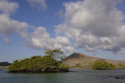 Pete Oxford - Palo Santo trees, Mangroves and cinder cone, Galapagos Islands, Ecuador