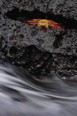 Pete Oxford - Sally Lightfoot Crab in rock crevice, Santiago Island, Galapagos Islands, Ecuador