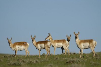 Pete Oxford - Pronghorn Antelope herd, Wyoming