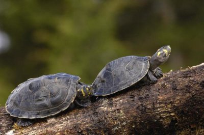 Pete Oxford - Yellow-spotted Amazon River Turtle pair basking, Amazon, Ecuador