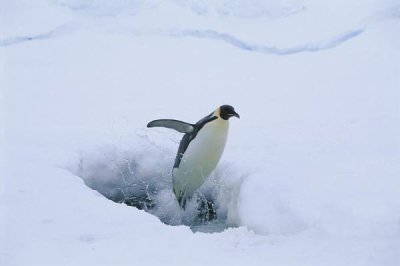 Pete Oxford - Emperor Penguin leaping from seal breathing hole in ice, Antarctica