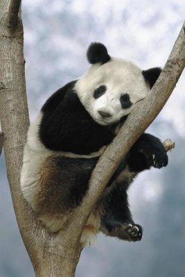 Pete Oxford - Giant Panda , Wolong Valley, China