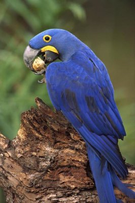 Pete Oxford - Hyacinth Macaw eating Piassava Palm nuts, Cerrado, Brazil