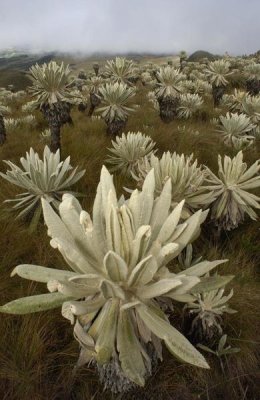 Pete Oxford - Paramo Flower, El Angel Reserve, northeastern Ecuador