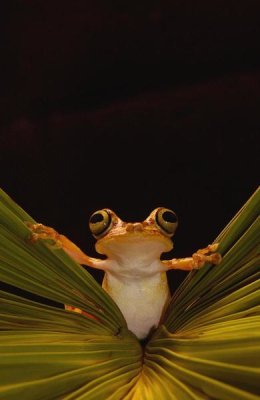 Pete Oxford - Chachi Tree Frog , Choco Rainforest,  Ecuador