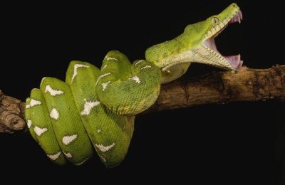 Pete Oxford - Emerald Tree Boa showing independent mobility of four jaws, Amazon, Ecuador