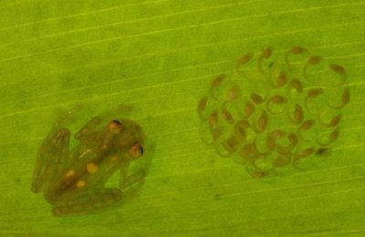 Pete Oxford - Glass Frog with egg-clutch and tadpoles under leaf, Choco rainforest,  Ecuador