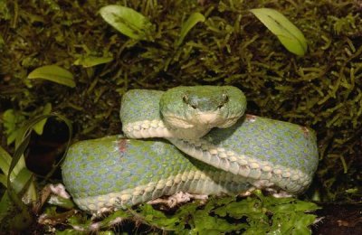 Pete Oxford - Eyelash Viper coiled on bromeliad, venomous, Esmeraldas, Ecuador