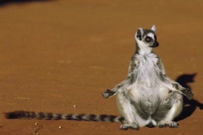 Pete Oxford - Ring-tailed Lemur sunning in late afternoon, Berenty Reserve, Madagascar