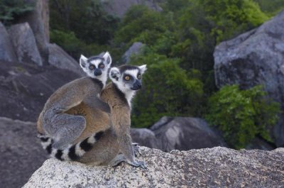 Pete Oxford - Ring-tailed Lemur and young,  near Andringitra Mountains, Madagascar