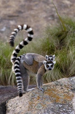 Pete Oxford - Ring-tailed Lemur mother and young, near Andringitra Mountains, Madagascar