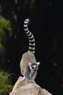 Pete Oxford - Ring-tailed Lemur in the Andringitra Mountains, Madagascar