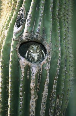 Tom Vezo - Ferruginous Pygmy Owl in Saguaro cactus, Altar Valley, Arizona