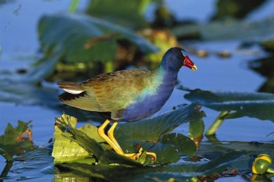 Tom Vezo - Purple Gallinule standing on lily pads, Everglades National Park, Florida