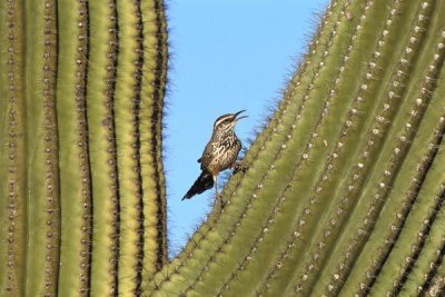 Tom Vezo - Cactus Wren perched on Saguaro cactus, Arizona