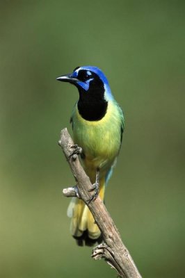 Tom Vezo - Green Jay perching, Rio Grande Valley, Texas