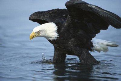 Tom Vezo - Bald Eagle wading through water, Kenai Peninsula, Alaska