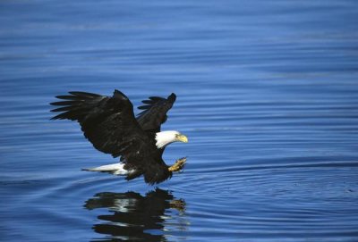 Tom Vezo - Bald Eagle striking at fish, Kenai Peninsula, Alaska