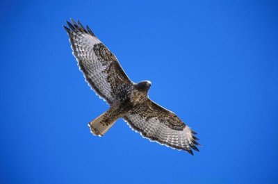 Tom Vezo - Red-tailed Hawk, Sulphur Springs Valley, Arizona