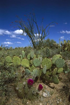 Tom Vezo - Hedgehog Cactus , Prickly Pear , and giant Saguaro