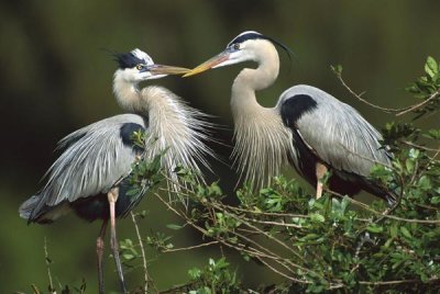 Tom Vezo - Great Blue Heron pair, Florida