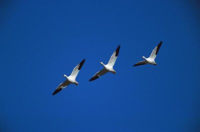 Tom Vezo - Snow Geese flying in formation, Bosque del Apache NWR, New Mexico