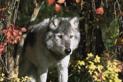 Tom Vezo - Timber Wolf portrait, Teton Valley, Idaho