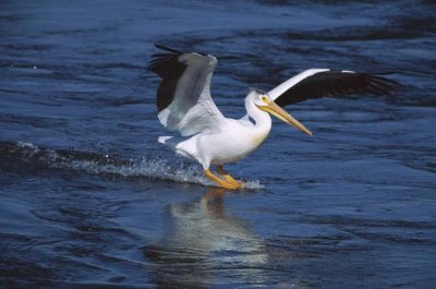 Tom Vezo - American White Pelican landing, Saskatchewan, Canada