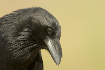 Tom Vezo - Common Raven portrait, Green Valley, Arizona