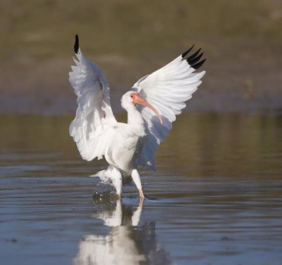 Tom Vezo - White Ibis landing, Rio Grande Valley, Texas