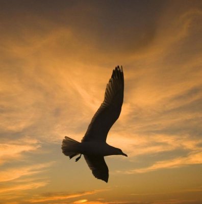 Tom Vezo - Mew Gull silhouetted at sunset in La Jolla, California