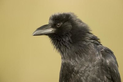 Tom Vezo - Common Raven portrait, Green Valley, Arizona