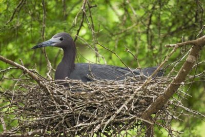 Tom Vezo - Little Blue Heron on nest, Rio Grande Valley, Texas
