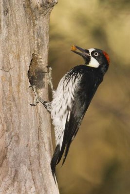 Tom Vezo - Acorn Woodpecker female bringing food to nest, Madera Canyon, Arizona