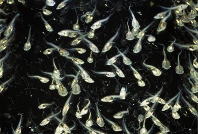 Heidi and Hans-Juergen Koch - African Clawed Frog tadpoles, native to Africa