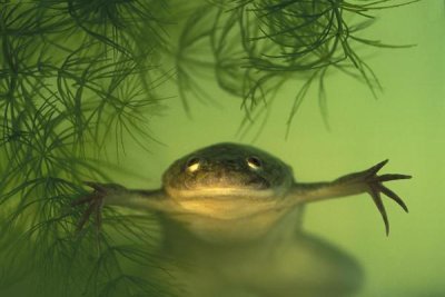 Heidi and Hans-Juergen Koch - African Clawed Frog aquatic, native to Africa