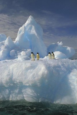 Colin Monteath - Adelie Penguin group rest on iceberg, Terre Adelie Land, east Antarctica