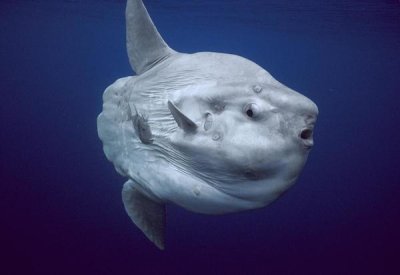 Hiroya Minakuchi - Ocean Sunfish portrait, Portugal