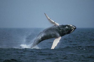 Hiroya Minakuchi - Humpback Whale breaching, Stellwagen Bank NMS, Cape Cod, Massachusetts