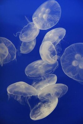 Hiroya Minakuchi - Moon Jelly group, aquarium, Japan