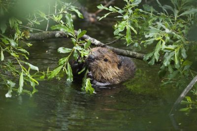 Konrad Wothe - American Beaver eating willow, Alaska