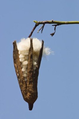 Konrad Wothe - Kapok ripe fruit, India