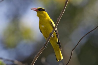 Konrad Wothe - Black-naped Oriole , India