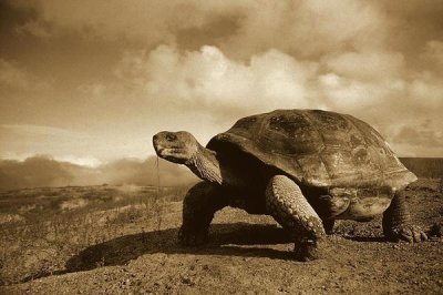 Tui De Roy - Galapagos Giant Tortoise on caldera rim, Alcedo Volcano, Galapagos Islands - Sepia