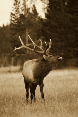Michael Quinton - Elk male bugling during rut,autumn, Yellowstone National Park, Wyoming - Sepia