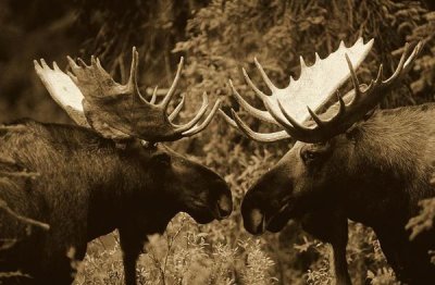 Michael Quinton - Alaska Moose males confronting each other in the fall, Alaska - Sepia
